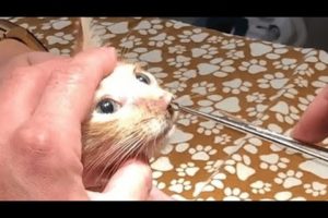 rescue kitten botfly larva removed from kitten | animal rescue
