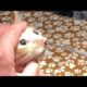 rescue kitten botfly larva removed from kitten | animal rescue