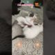 #shorts.|Cute Cats Playing.|#cats|funny video.King animals.😻🌹😘