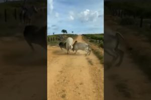 three bull fight||bull 🐂 down in Earth||#gigox #thedodo #shorts #animal