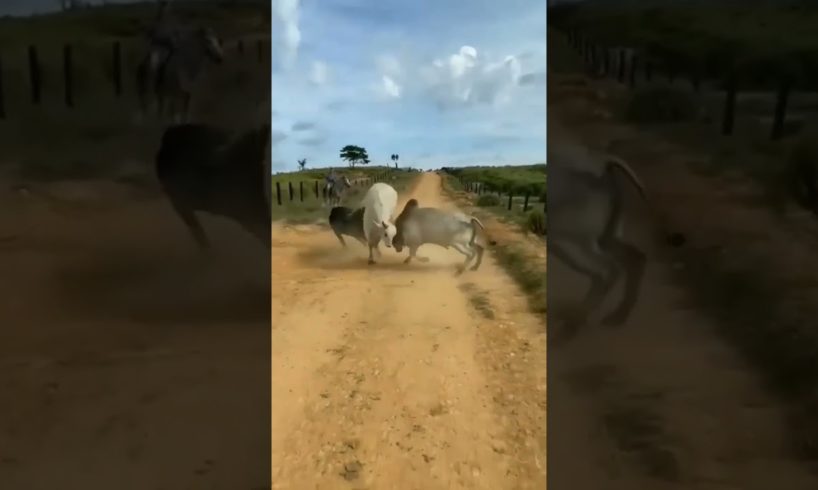 three bull fight||bull 🐂 down in Earth||#gigox #thedodo #shorts #animal