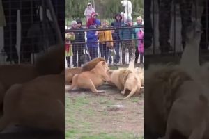 tiktok Lion Vs Tiger Real Fight LionVsTigher RealFightht