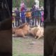 tiktok Lion Vs Tiger Real Fight LionVsTigher RealFightht