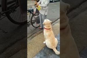 training dog,emotional dog video,funniest & cutest puppies