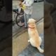 training dog,emotional dog video,funniest & cutest puppies