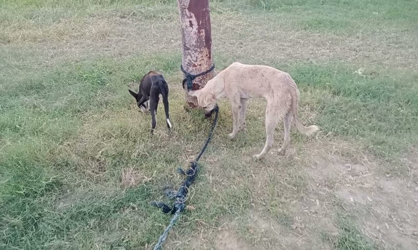 two animals playing with cows sons