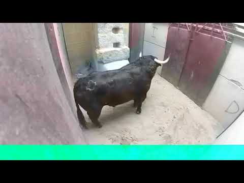 very Dangerous Bulls Fight video Best animal fights