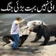 جانوروں کی عجیب لڑائیاں  | CRAZIEST Animal Fights Caught On Camera