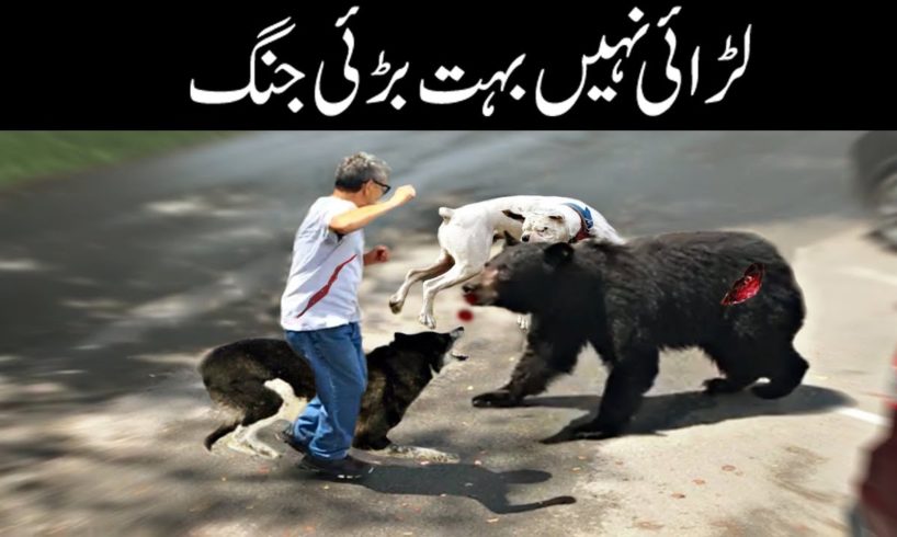 جانوروں کی عجیب لڑائیاں  | CRAZIEST Animal Fights Caught On Camera