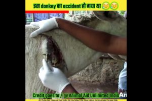 इस गधे का accident हो गया था | donkey accident rescue #shorts