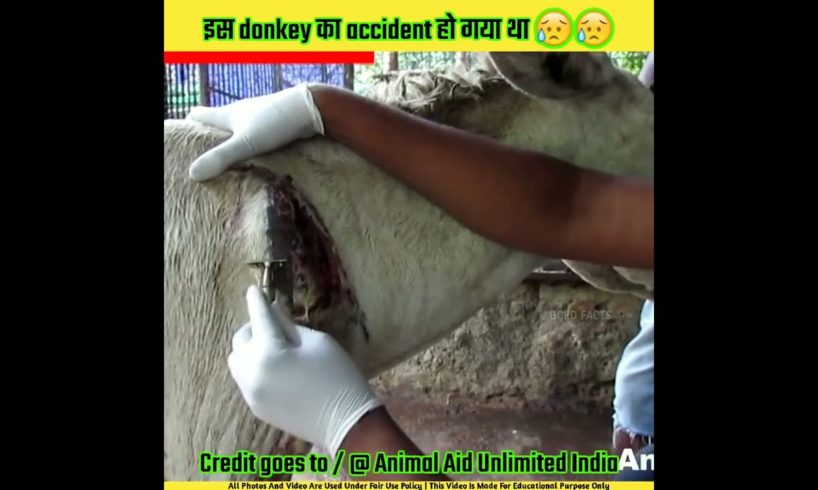 इस गधे का accident हो गया था | donkey accident rescue #shorts