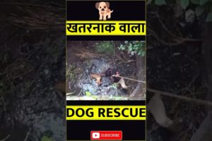खतरनाक वाला Dog rescue |jd facts|rescue| animal#shorts