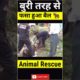 फसा हूआ बैल 🐂|Bull rescue video|shorts #shorts|