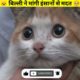 बिल्ली ने मांगी इंसानों से मदत🥺|kitten rescue|jd facts|shorts|Cat rescue