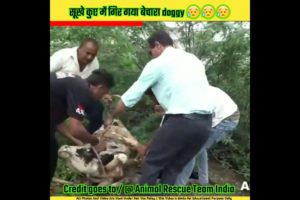 बेचारे मासूम जानवरों का rescue किया गया | Animal rescue team india #shorts