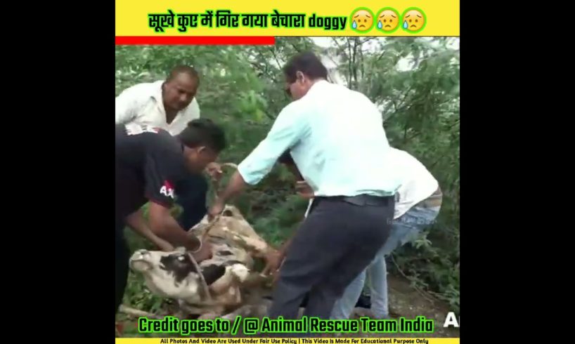 बेचारे मासूम जानवरों का rescue किया गया | Animal rescue team india #shorts