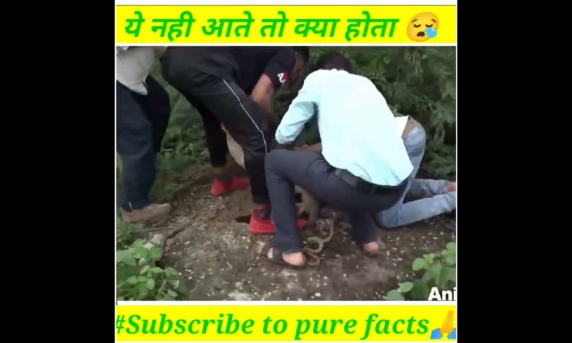 भगवान ऐसा न करे #animals #animalrescue #dog#shorts #youtubeshorts #factshorts