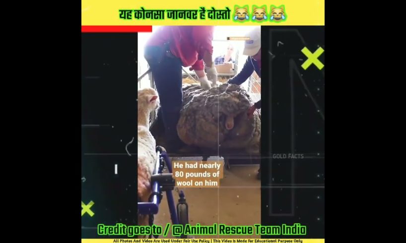 यह एलियन जैसा जीव कोनसा है 😂| Animal rescue team india #shorts