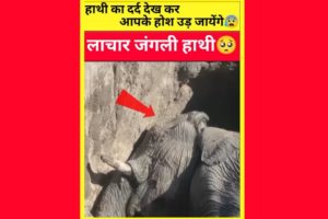 लाचार हाथी🥺Elephant rescue|jd facts#shorts