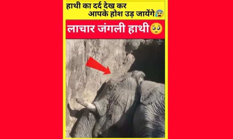 लाचार हाथी🥺Elephant rescue|jd facts#shorts