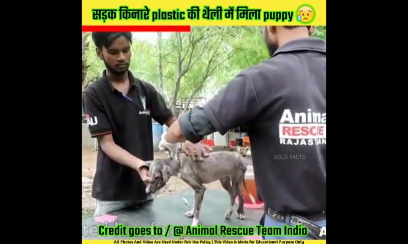 सड़क किनारे plastic की थैली में मिला कुत्ते का बच्चा | Animal rescue team india #shorts#animalrescue
