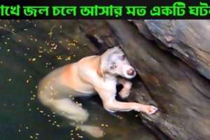 কুকুরটির 🐶 করুন অবস্থা দেখলে আপনারও চোখে জল 🥺 চলে আসবে #shorts #animalrescue #mr_bangali_fact