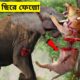 মাঝখানে ছিড়ে ফেল্লো।।Extreme Wild Animals Fights In Bangla।।Animal Fights In Bangla