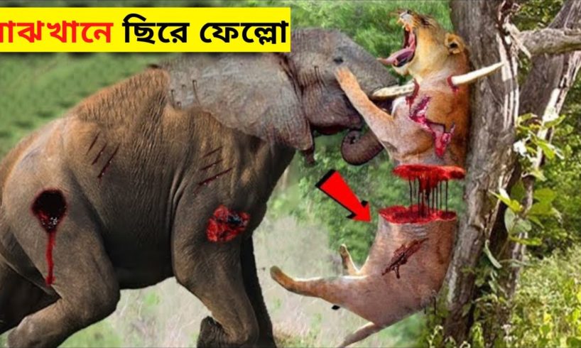 মাঝখানে ছিড়ে ফেল্লো।।Extreme Wild Animals Fights In Bangla।।Animal Fights In Bangla