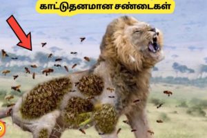 முரட்டு தனமாக சண்டை போடும் விலங்குகள் | Animal Fights Filmed Mercillesly | Story Bytes Tamil