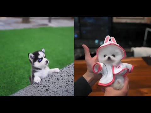赤ちゃん犬が信じられない程かわいい Cutest puppies compilation