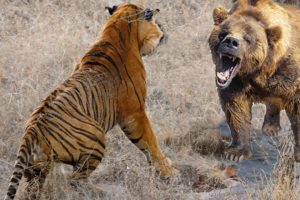 10 CRAZIEST Animal Fights Caught On Camera