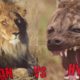 10 CRAZIEST Wild Animal Fights Caught On Camera