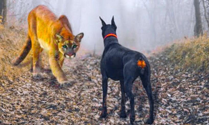 10 Dogs That Are Nightmares To Wild Animals