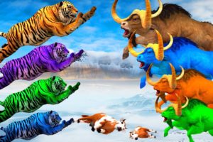 10 Zombie Tigers vs Giant Bulls Animal Fight | Big Bulls Save Cow Cartoon Family from Big Tigers