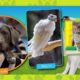 125 Pet Rescues National Geographic Books