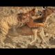 14 CRAZIEST Animal Fights Caught On Camera in you