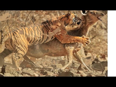 14 CRAZIEST Animal Fights Caught On Camera in you