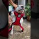 Ultimate Cutest PUPPIES & Happiest Pet of TikTok Compilation 2022