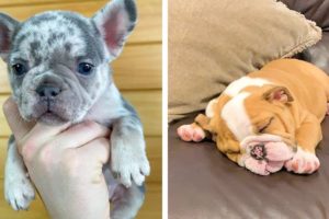 Funny and Cute French Bulldog Puppies Compilation - Cutest French Bulldog #47