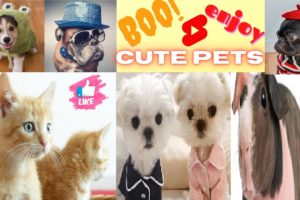 Cute baby animals Videos Compilation cutest moment of the animals - Cutest Puppies ! OMG ! HURRY #2