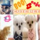 Cute baby animals Videos Compilation cutest moment of the animals - Cutest Puppies ! OMG ! HURRY #2