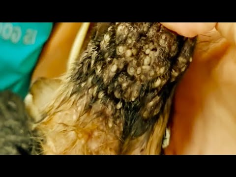 Removing Monster Mango worms From Helpless Dog! Animal Rescue Video 2022 #53