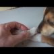 Removing Monster Mango worms From Helpless Dog! Animal Rescue Video 2022 #56