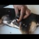 Removing Monster Mango worms From Helpless Dog! Animal Rescue Video 2022 #58