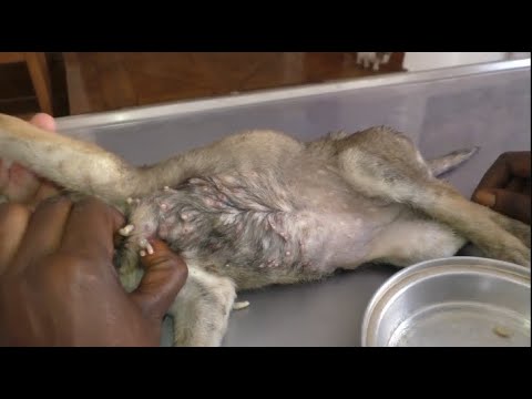 Removing Monster Mango worms From Helpless Dog! Animal Rescue Video 2022 #55