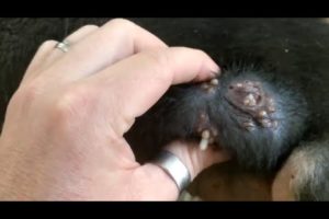 Removing Monster Mango worms From Helpless Dog! Animal Rescue Video 2022 #61