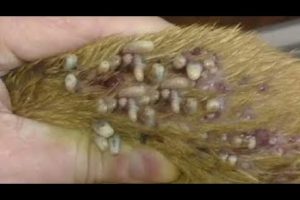 Removing Monster Mango worms From Helpless Dog! Animal Rescue Video 2022 #60