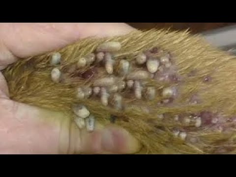 Removing Monster Mango worms From Helpless Dog! Animal Rescue Video 2022 #60