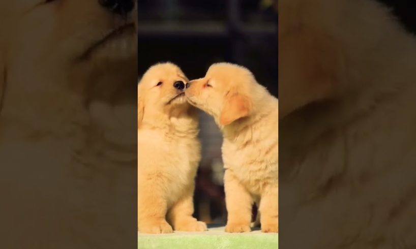 cute baby animals videos compilation cutest moment of the animals-cutest puppies#2