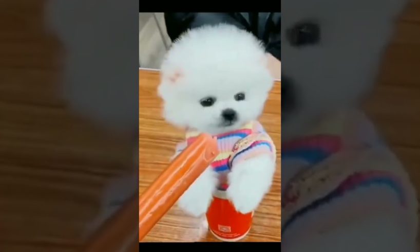 cutest puppies funny 🤣 video 😂 #shorts #dog #animal